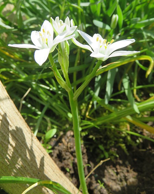 ベツレヘムの星(Star-of-Bethlehem)の白い星形の花のクローズアップ写真