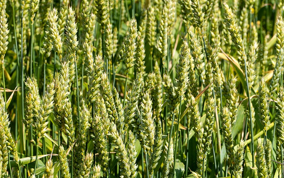 スウェーデン・リュセシル近郊の小麦畑に実る北欧の稲穂の写真